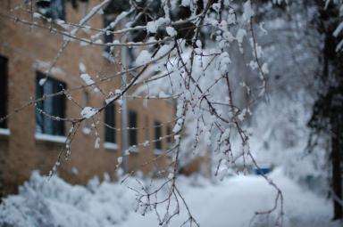 Branch