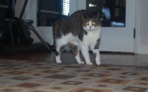 Scaredy Cat